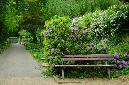 Tree blossom plant lawn Photo