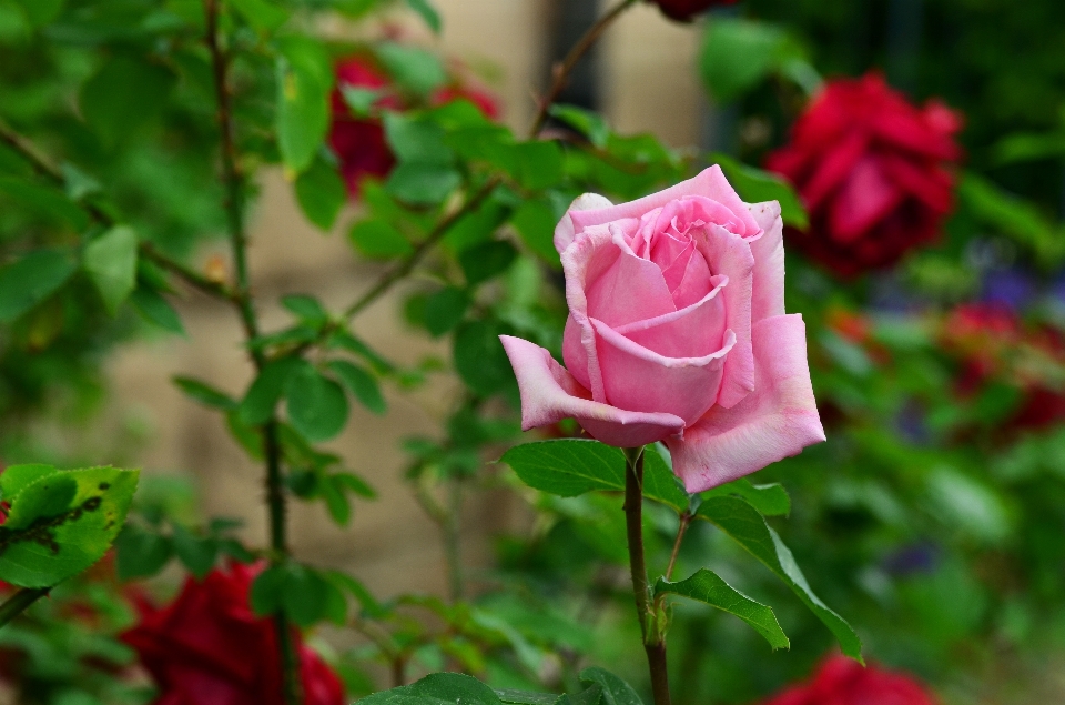 Planta flor pétalo rosa