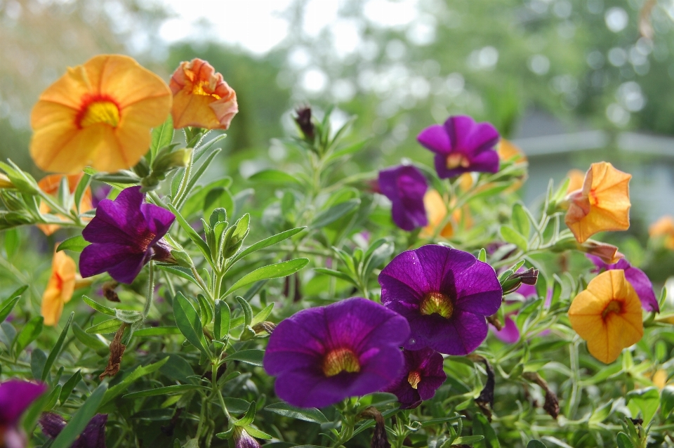 Natur blüte anlage blume