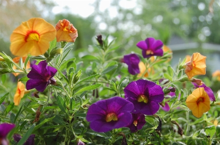 自然 花 植物 紫 写真