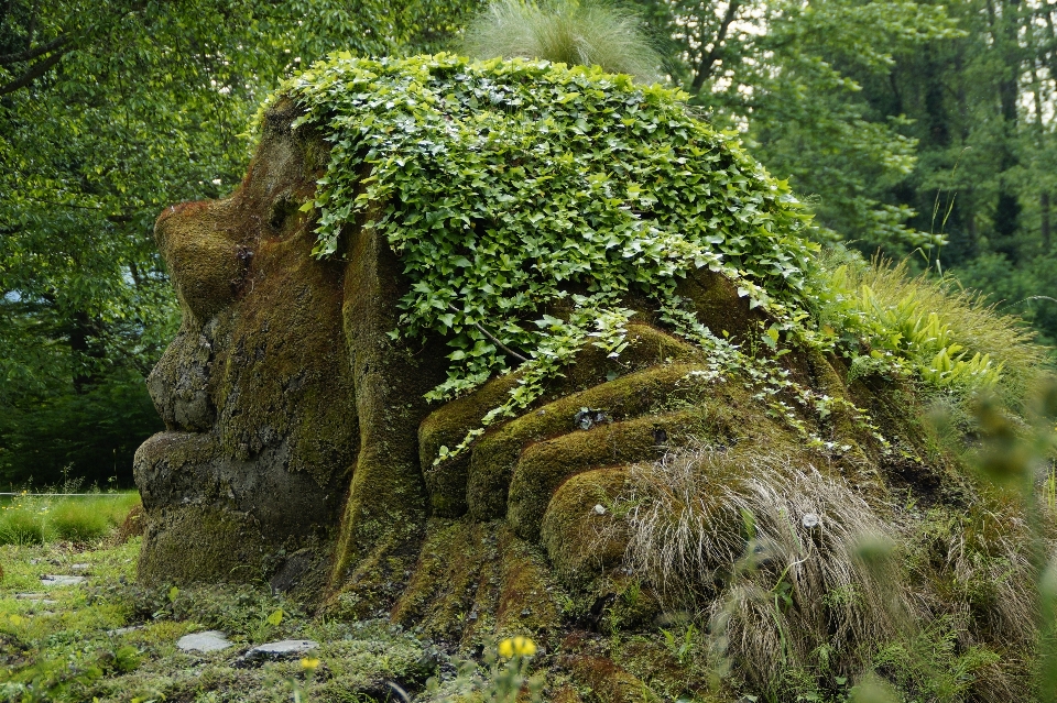 Baum natur wald anlage