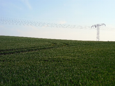 Landscape grass horizon marsh Photo