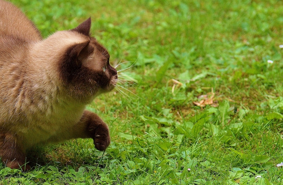 Grass play sweet flower