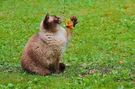 Foto Erba giocare dolce carino