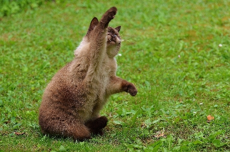 遊ぶ 甘い かわいい 野生動物 写真