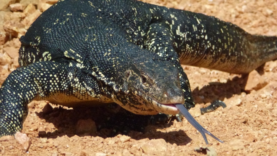 自然 動物 野生動物 野生