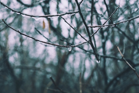 Tree nature forest branch Photo