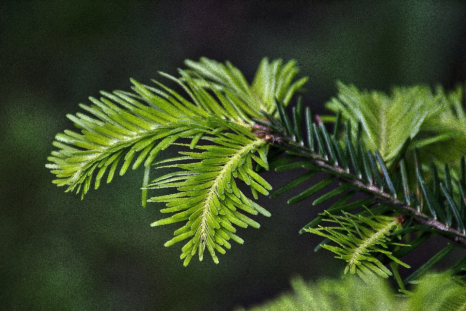 Tree nature grass branch