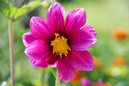 Nature blossom plant photography Photo