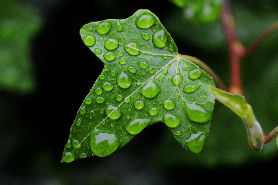 Nature branch plant rain