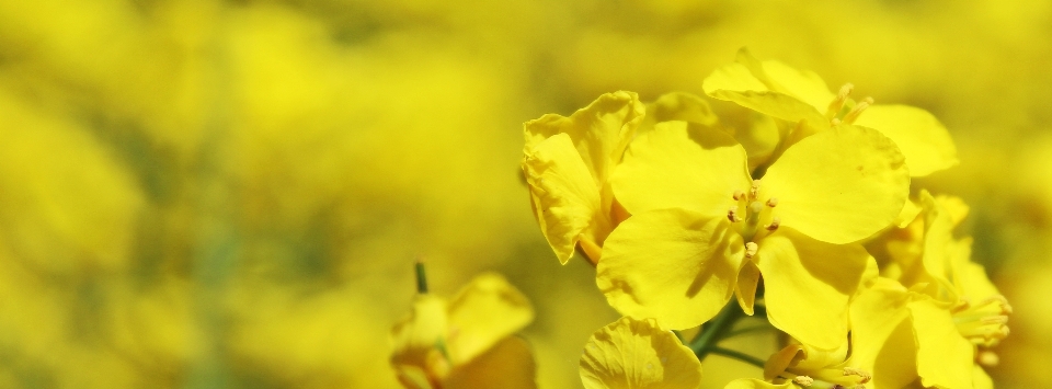 Landscape nature blossom plant