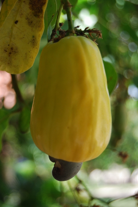 Pianta frutta foglia fiore