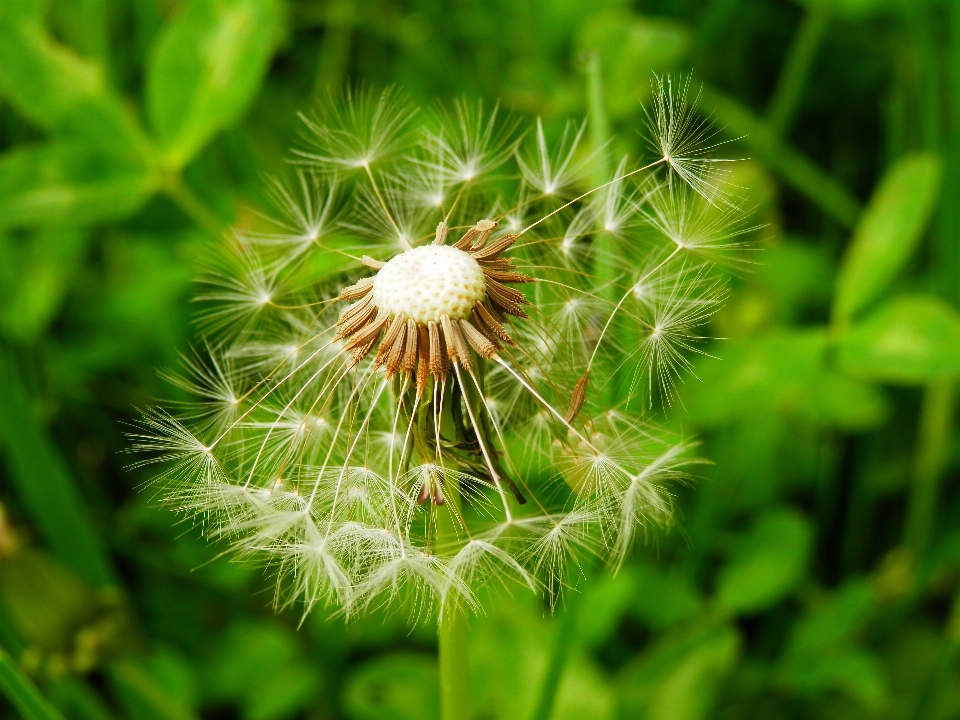 Natur gras anlage fotografie