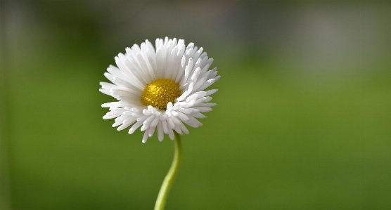 Nature grass blossom plant Photo