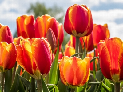 Foto Pianta fiore petalo fioritura