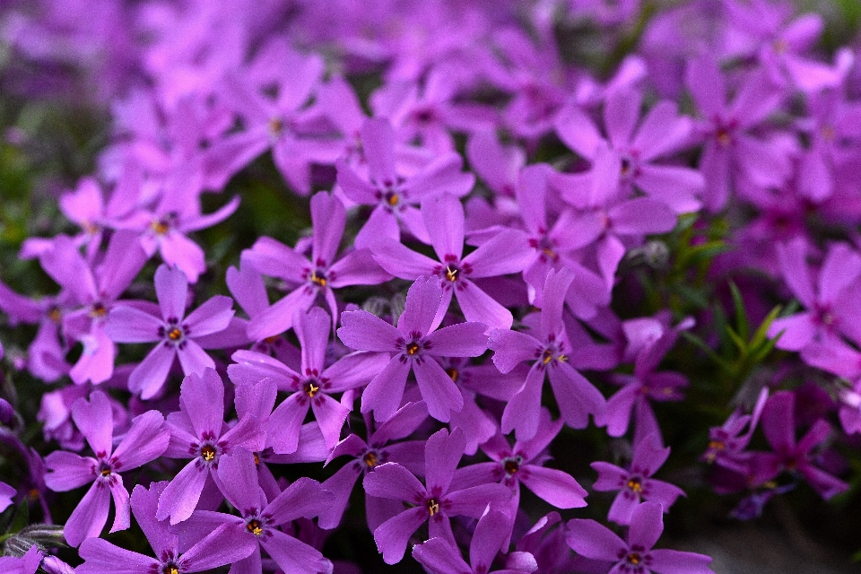 Naturaleza planta flor púrpura