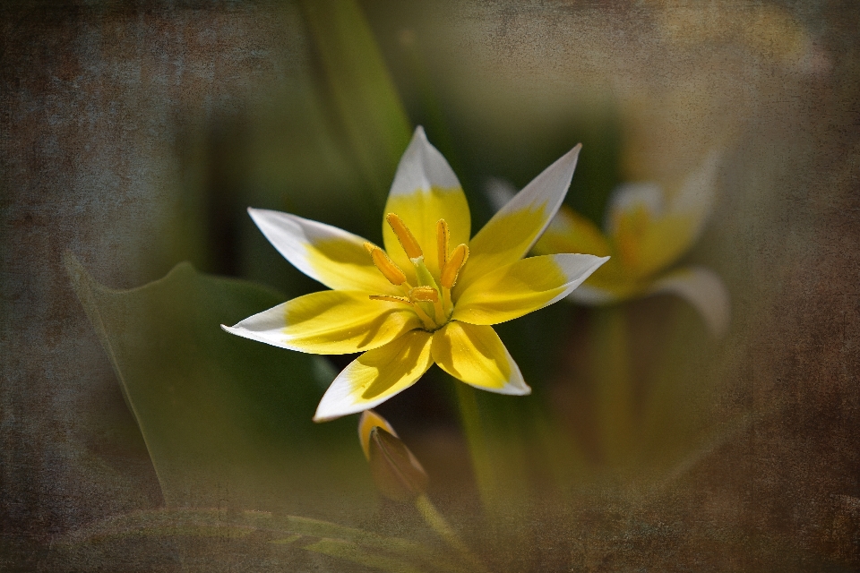 Naturaleza florecer planta fotografía