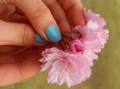 Hand blossom plant flower Photo