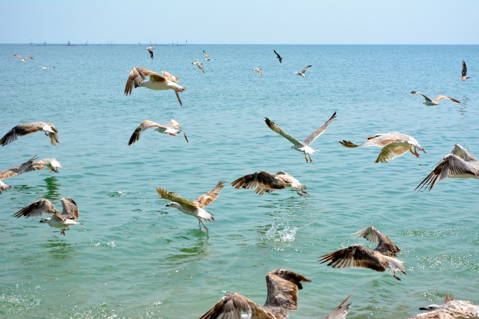 ビーチ 海 海岸 水