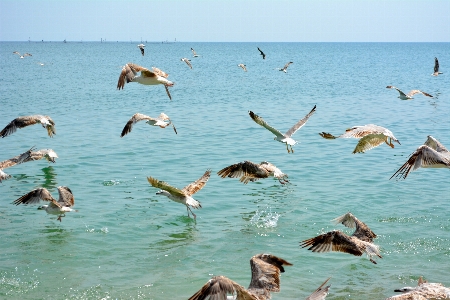 Beach sea coast water Photo