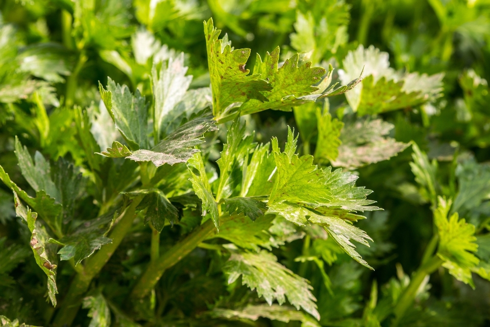 植物 葉 花 食べ物