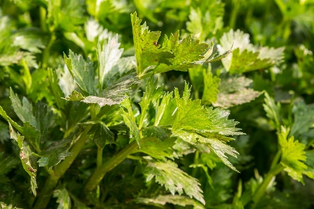 Plant leaf flower food Photo