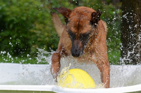 水 濡れた 犬 夏 写真