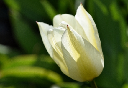 Blossom plant sunlight flower Photo