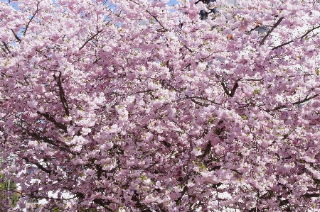 Tree branch blossom plant Photo