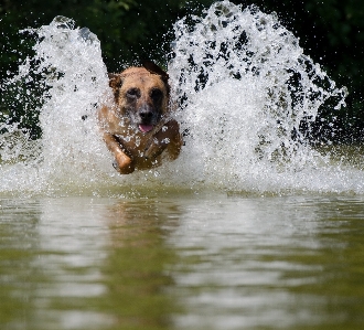 Water flower lake dog Photo