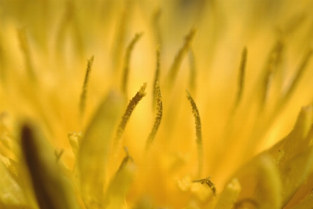 Nature grass blossom plant Photo