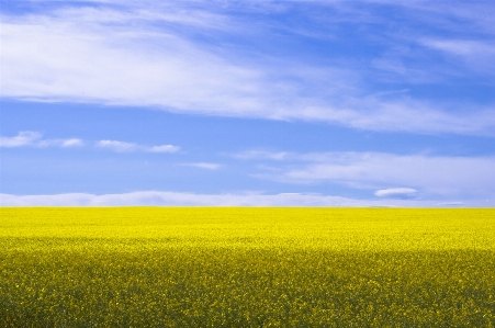 Landscape nature grass horizon Photo