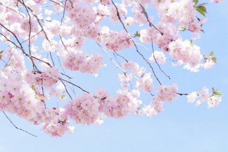 Tree branch blossom plant Photo