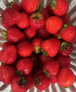 Plant white raspberry fruit Photo