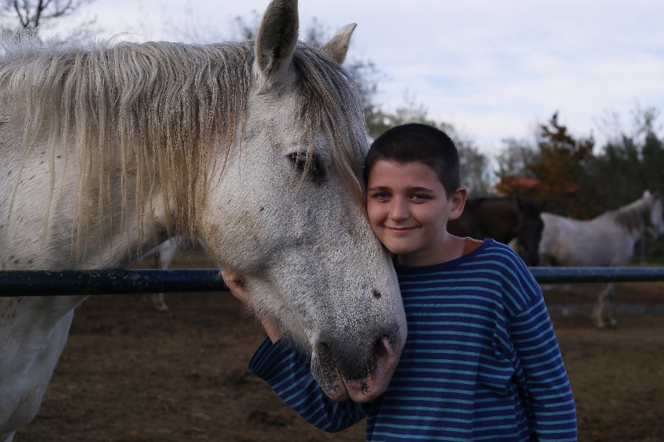 Caballo mamífero semental melena
