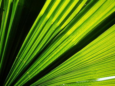 Zdjęcie Drzewo natura las trawa