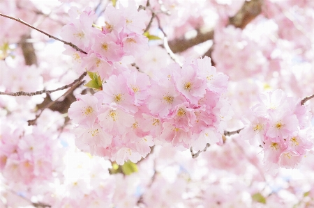 Tree branch blossom plant Photo