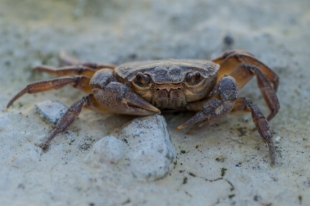 Foto Satwa makanan laut fauna