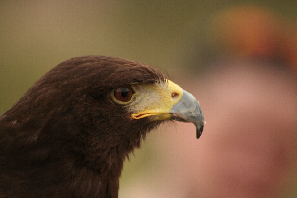 Nature oiseau aile animal