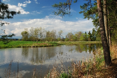 Landscape tree water nature Photo