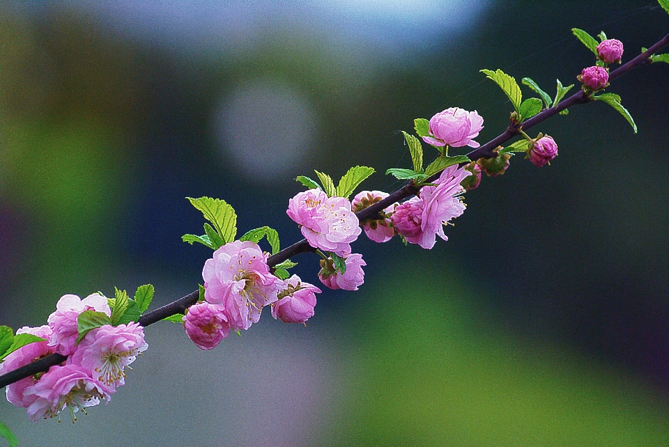 Natur zweig blüte anlage