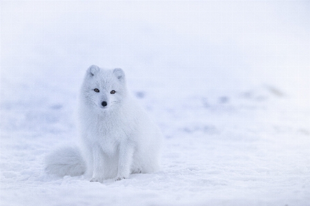 Snow winter bear weather Photo