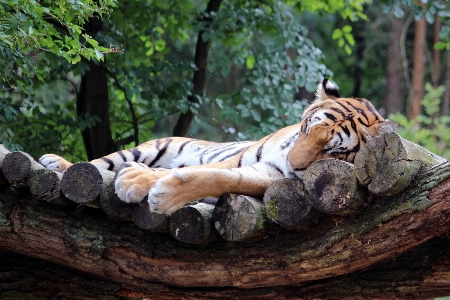 自然 荒野
 動物 野生動物 写真