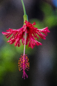 Blossom plant flower petal Photo