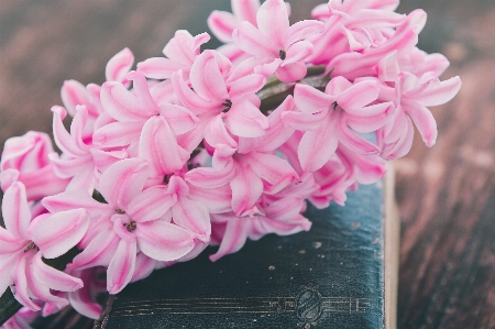 Blossom book plant wood Photo