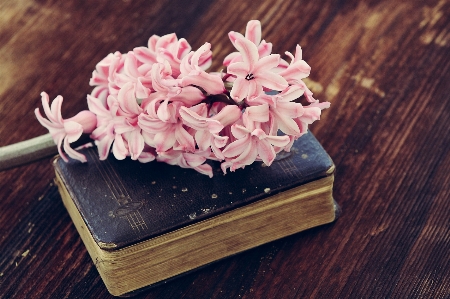 Hand book plant wood Photo