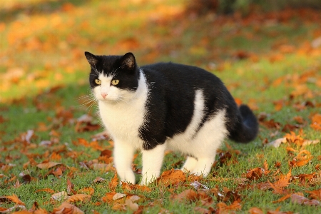 Foto Alam rumput putih satwa