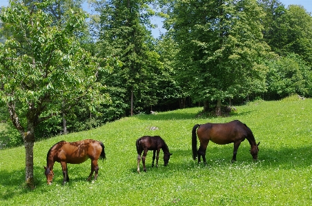 Grass field meadow prairie Photo