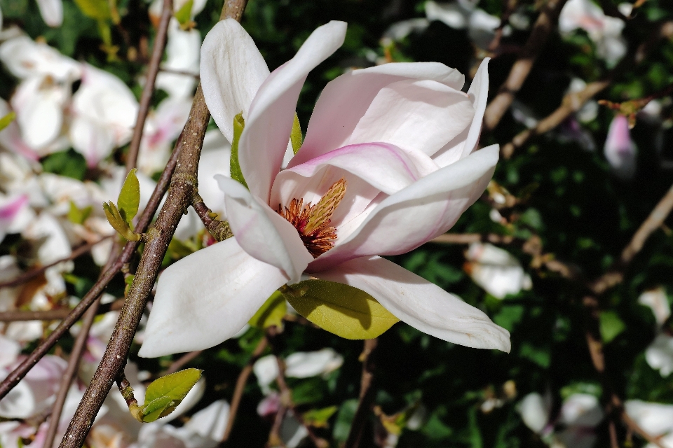 Natur zweig blüte anlage