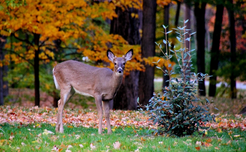 Natura las trawa na wolnym powietrzu